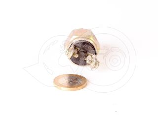 Belarus/MTZ side switch (15:37:10) (2)